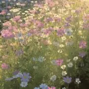 Rの画像