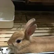 ジロー