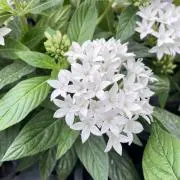 Image of 花園のお花屋さん＊プロフ必読