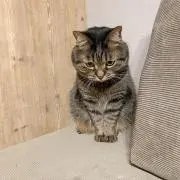 にゃちゅ