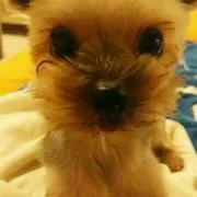 ちょこ
