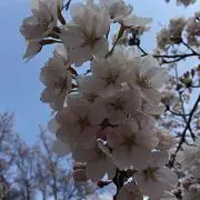 ららゆいの画像