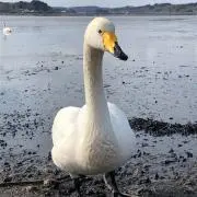 Y Iの画像