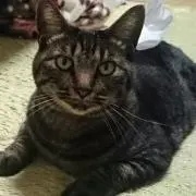 しずか