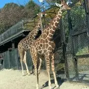 センシャの画像