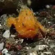 フラワー☆の画像