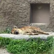 ぶちまる。の画像
