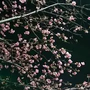 このはの画像