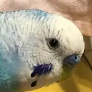 だーしまの画像