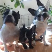 フミ