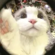てちてちの画像