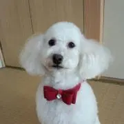 柚子の画像