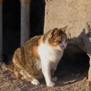 あらちゃんの画像