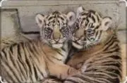 ベビータイガーの画像