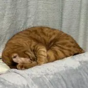 おもちの画像