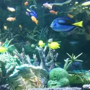 いくの画像