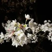 なつきの画像