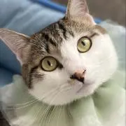 トトロ