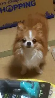 チワワの画像