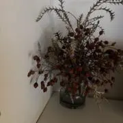 saraの画像