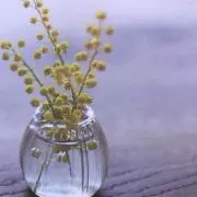 Mimosaの画像