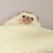 ゆずこしょう