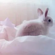 saの画像