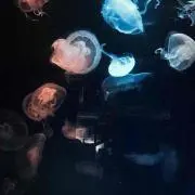 むうの画像