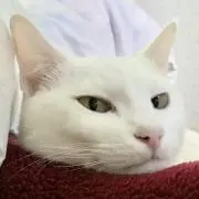 みけ