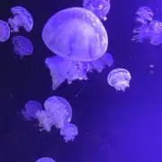 ミディの画像