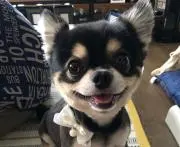 ayarui