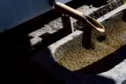 のま