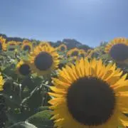 羽飛の画像