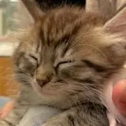しょう