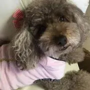 じゃがりこの画像