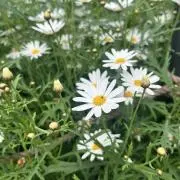 oshushiの画像