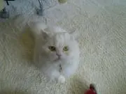 おちゃっぷ