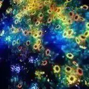 メグメグの画像