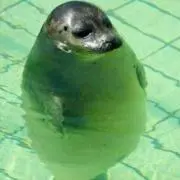 えみーな