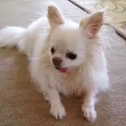 mococo