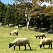 ぴよこの画像
