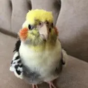 ynの画像