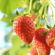 ストロベリー