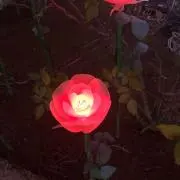 もーちゃん