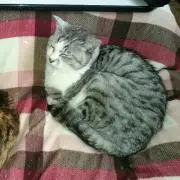 なべパパ