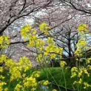つき