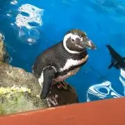 yamの画像