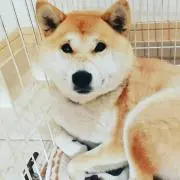 きんちゃんの画像