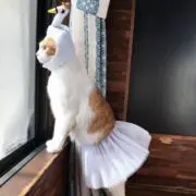 あの画像
