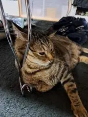 わんの画像